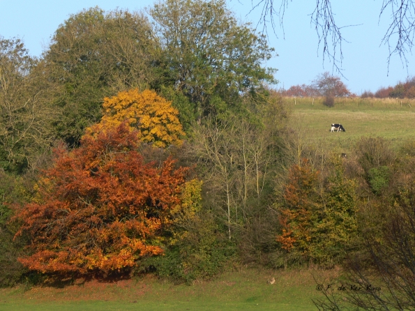 Chant d'automne 2012 (7)